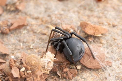 Latrodectus tredecimguttatus